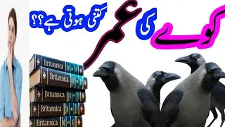 What is the Age of a CROW|kaway ki umer kitnhi hoti hai| Age of a CROW| Is a crow has a long life