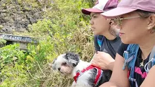 Old Pali Road Hike with Cleo
