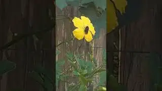 black jacks pollinating loofah in Fe's Eden #feseden