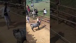 Vellore Bull Jumping 📸🥵2026 #vmtvlog #eruthukattu #jallikattu #viral #trending