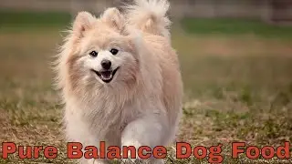Pure Balance Dog Food That Makes Your Pet Healthy & Strong 🐕