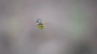 HOVERING Rainbow Striped Wasp CLOSE UP
