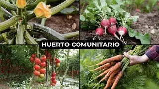 8 VEGETALES para tu HUERTO COMUNITARIO 🥕