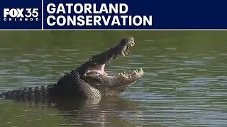 Gatorland Global's conservation efforts reach new milestone with nonprofit status