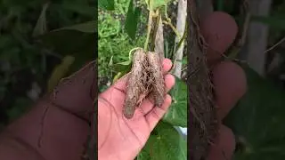 How To Grow Yams!🤩🍠 #floridagardening #organic #trending #growyourownfood #urban #gardening