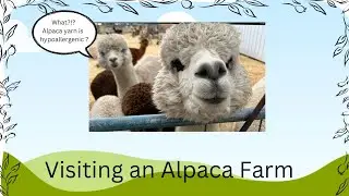 Alpacas Hypoallergenic Yarn - Visiting an Alpaca Ranch