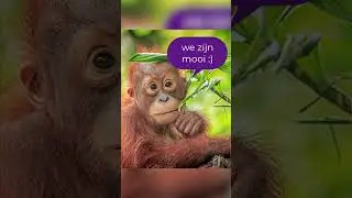 Filmpje voor promotie Lelijke Dierenkrant