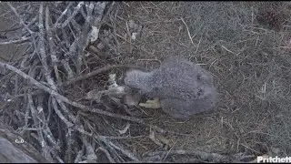 SWFL Eagles~E26 Nibbles on Bony Nestover-F23 Arrives to Help With Feeding_1.14.26