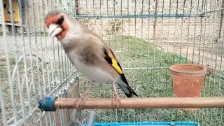 The crazy singing of himalayan gold finch in the open ground