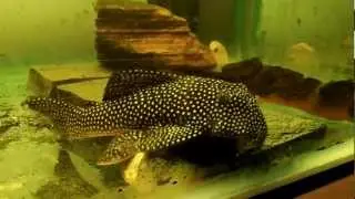 Scobinancistrus cf pariolispos L048