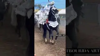 #shorts  #tbourida حب الخيل درس صعب على العاشق شرحه
