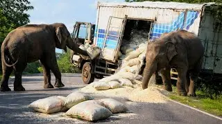 &ldquo;Wild Elephants Stop a Truck on Highway | Shocking Wildlife Encounters Caught on Camera&rdquo;😱🐘🚨