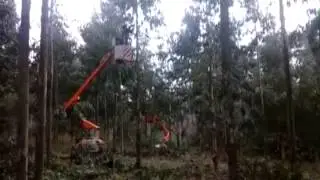 poda mecanizada Eucalyptus nitens