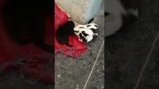 #community #cat #puppy #love #care #share #joy #together #playful #cute #nature #cutecat
