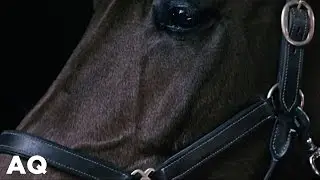 ADVANST Horse Force Commercial ЛОШАДИНАЯ СИЛА Сергей Зверев