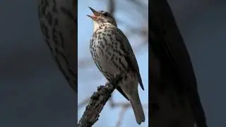 Sound of Song thrush bird | Turdus philomelos sounds