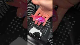 Glow marine fish unboxing &bull;|&bull; #aquarium #fish #betafish #fishaquarium #breedingtank #fishbowl