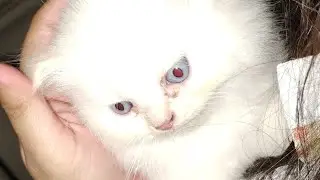 The new Ruler of the House , small paws big impact