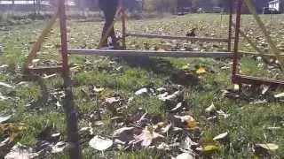HALKA Sfora Spod Tatr 5 months old Russian Toy / Rosyjski Toy First steps in Agility