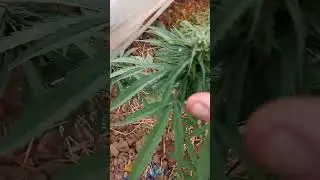 Blue goes over his Strains for season selection  #cannabistalk101 #zaza #garden #medicinal #shorts