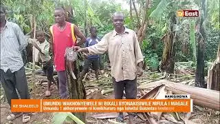 KE SHALEELO 26 01 24  NAMISINDWA  ONE KILLED, PROPERTY DESTROYED IN MAGALE STORM