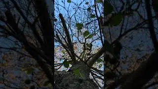 Grey alder (Alnus incana) - canopy - November 2017