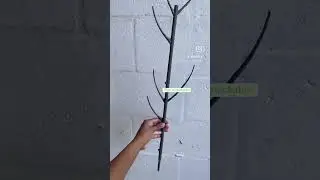 Use These Stackable Stakes To Protect Anthurium Emergents || Trinidad Tobago #stake #plants #garden