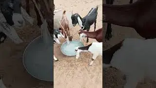 Goats Drinking Water #Goats #GoatLovers #goatsinthedesert#Wildlife #video #ytshorts