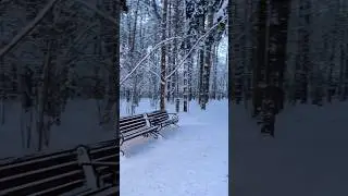 Зимний лес 🌳🩵🩵🩵 #snow #природныепейзажи #красотадуши #релакс