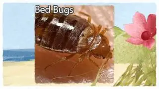 Pest Control Woodland CA 916-226-4836 Official Pest Prevention