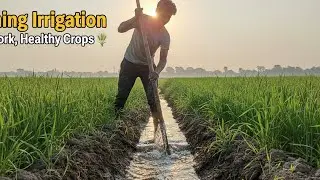 A Farmer&rsquo;s Morning | Watering the Field | Real Village Farming Life