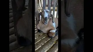 NEWBORN GOAT Alert!🐐 Cuteness Overload as They Play and Snuggle #shorts