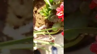 Flowers fly#garden#pollination #trendingshorts #youtubeshorts #viralshort