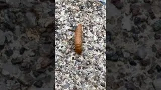 Black Carpet Beetle larvae doesn&rsquo;t like leaves