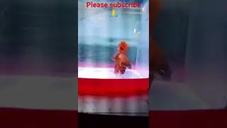 Full moon rosetail betta🐠 l#short #shorts#shortvideo #trending #viral #fish#galiff#howrah #bargachia