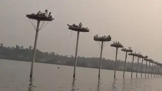 kolleru birds santuary  atapaka