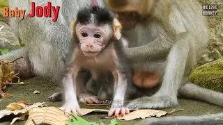 Baby Monkey Jody is So Strong At Second Day, Baby Jody Stand Up With Confident And Want to Walk