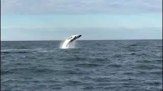humpback whales jump out the water!