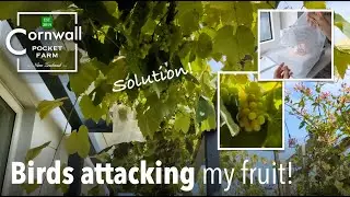 Bird attack solution | DIY grape bags | Growing wine | Fruit protection in my garden