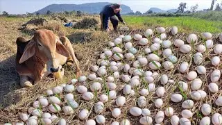 Wow Wow amazing  !A farmer collects a lot of duck eggs near a cow in a rice field.