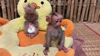 Better Than Chips? Tomo Prefers Raw Beans! #babymonkey