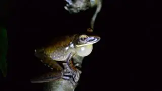 Perereca Hypsiboas albopunctatus cantando.