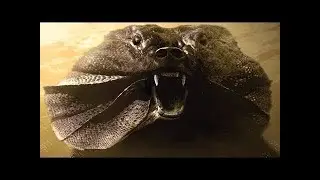 10 Animals That Came Back From Extinction  - WHAAT