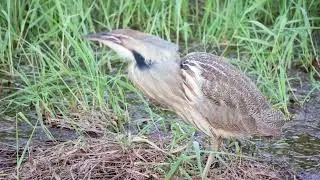 American Bittern calling in 4k