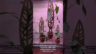 Anthrulla staked trellises by Treleaf for indoor plants
