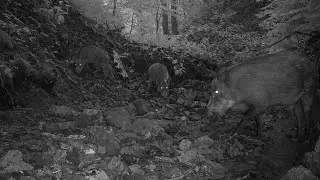 Hidden Camera Trap by the River Captures Stunning Wildlife Moments