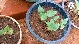 home vegetable garden ideas/ new top #newtop @new top