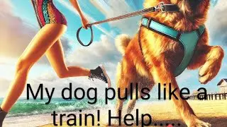 How to Stop Your Dog Pulling (Leash Training Tips)