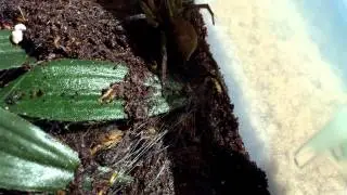 Tigrosa Helluo eats Moth
