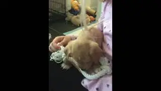 Tiny Jack Chi Puppy! ( Adorable )